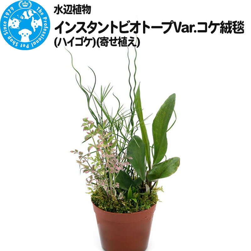 水辺植物 インスタントビオトープ Var.コケ絨毯(ハイゴケ)(寄せ植え)