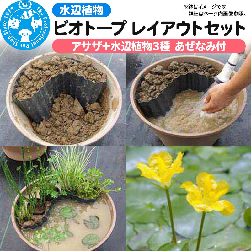 水辺植物 ビオトープレイアウトセット(アサザ+水辺植物3種 あぜなみ付)