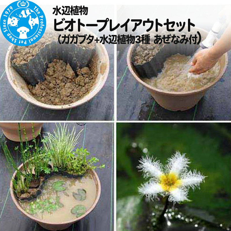 水辺植物 ビオトープレイアウトセット(ガガブタ+水辺植物3種 あぜなみ付)