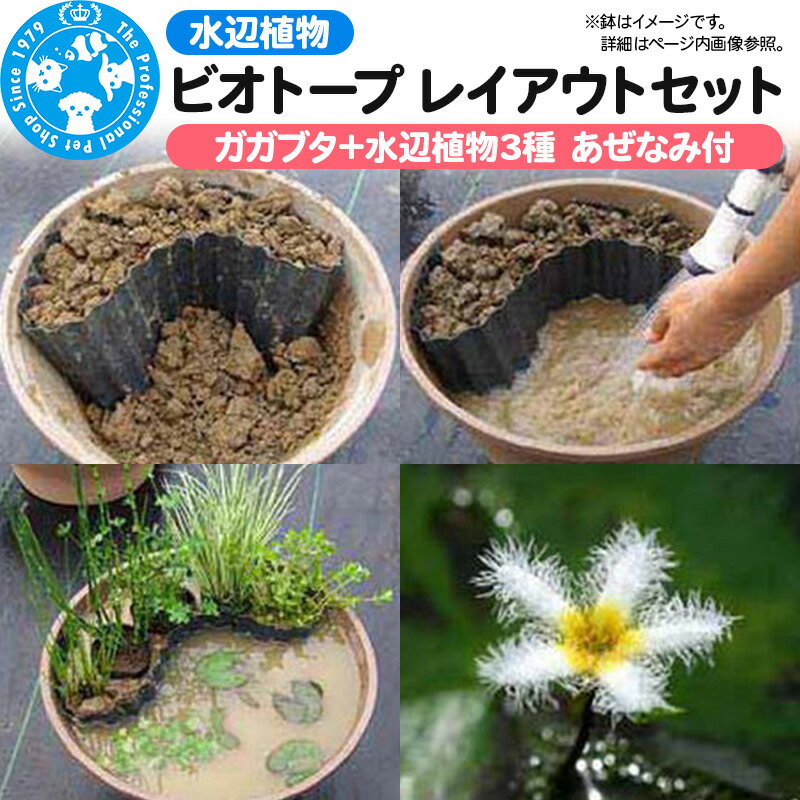 水辺植物 ビオトープレイアウトセット(ガガブタ+水辺植物3種 あぜなみ付)