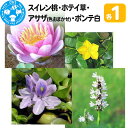 10位! 口コミ数「0件」評価「0」スイレン桃(1)+ホテイ草(1株)+アサザ(花色おまかせ)(1ポット)+ポンテ白(1株)