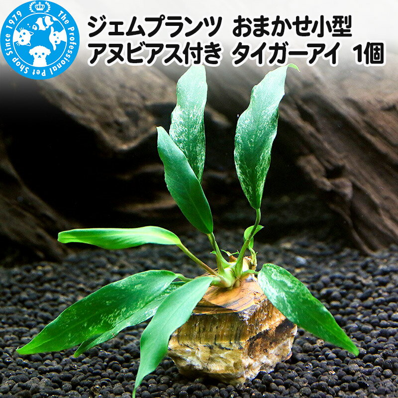 ジェムプランツ おまかせ小型アヌビアス付き タイガーアイ 1個