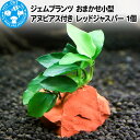 【ふるさと納税】ジェムプランツ おまかせ小型アヌビアス付き レッドジャスパー 1個