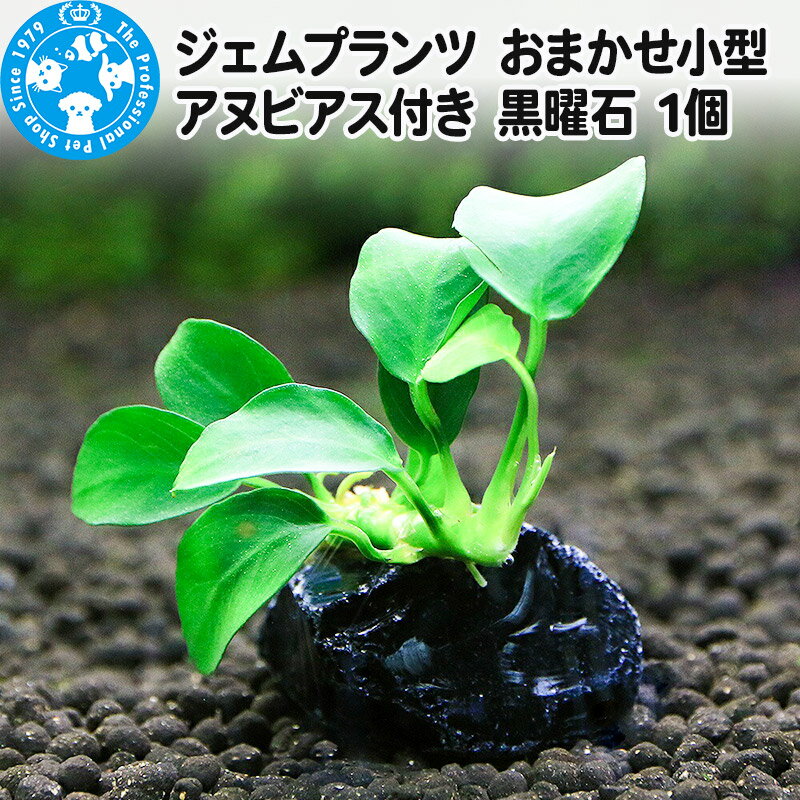 ジェムプランツ おまかせ小型アヌビアス付き 黒曜石 1個