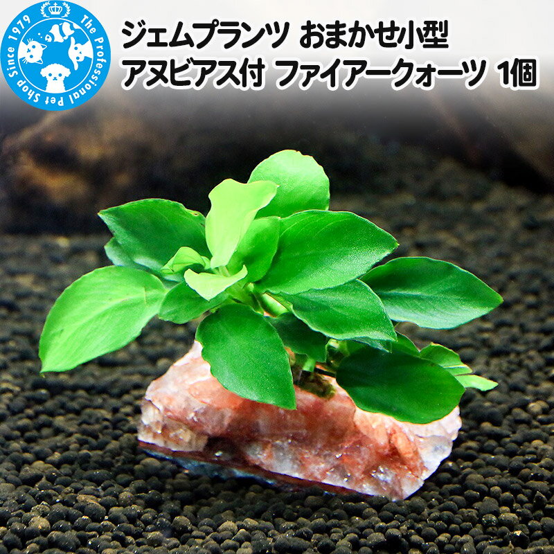 ジェムプランツ おまかせ小型アヌビアス付 ファイアークォーツ 1個