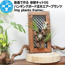 【ふるさと納税】動画で作る 体験キット05 ハンギングボード流木エアープランツ「my plants frame」