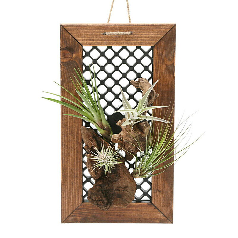 【ふるさと納税】動画で作る 体験キット05 ハンギングボード流木エアープランツ「my plants frame」 3