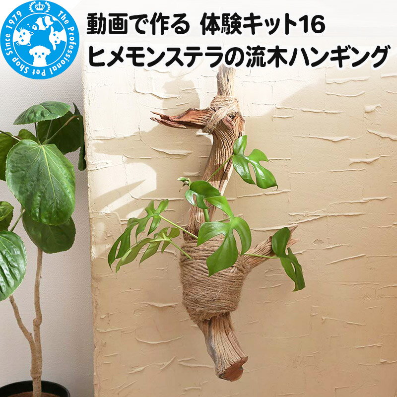 【ふるさと納税】動画で作る 体験キット16 ヒメモンステラの流木ハンギング 1