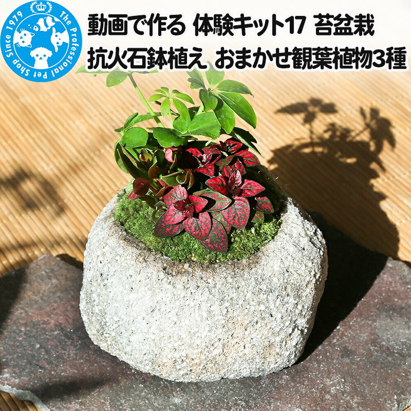 動画で作る 体験キット17 苔盆栽 抗火石鉢植え おまかせ観葉植物3種