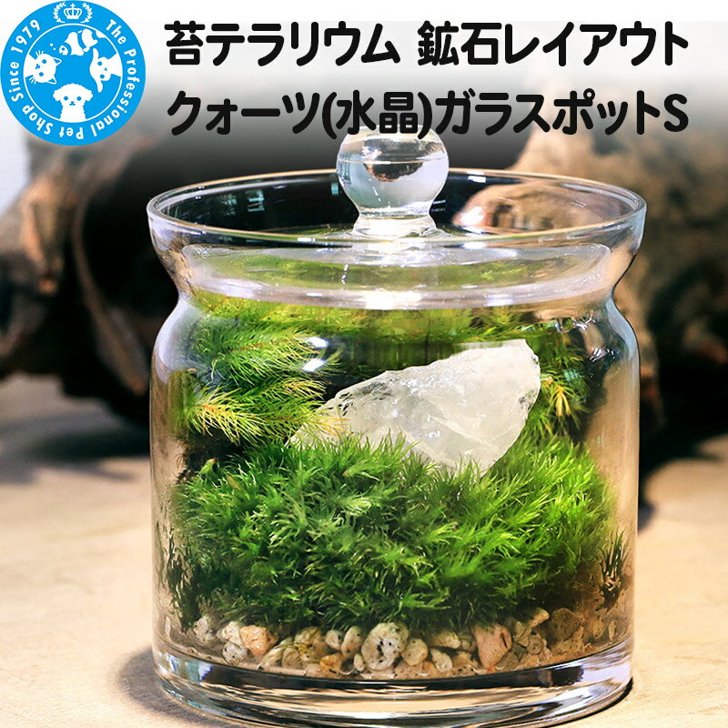 苔テラリウム 鉱石レイアウト クォーツ(水晶)ガラスポットS 説明書付