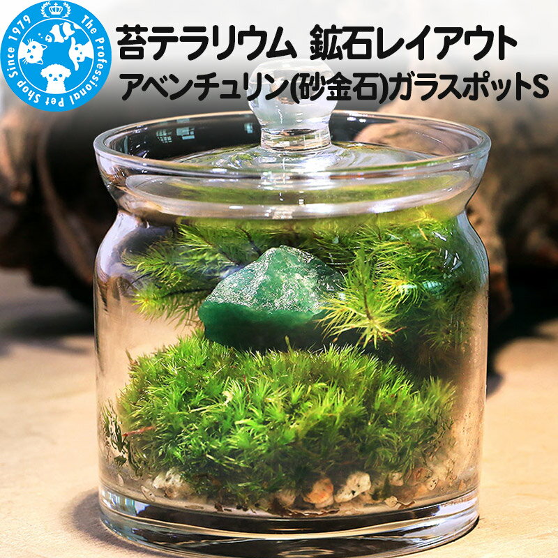 【ふるさと納税】苔テラリウム 鉱石レイアウト アベンチュリン(砂金石)ガラスポットS 説明書付