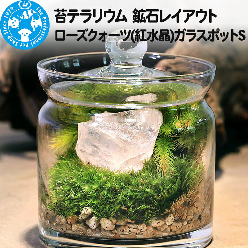 【ふるさと納税】苔テラリウム 鉱石レイアウト ローズクォーツ(紅水晶)ガラスポットS 説明書付