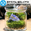 【ふるさと納税】苔テラリウム 鉱石レイアウト ラピスラズリ(瑠璃)ガラスポットS 説明書付