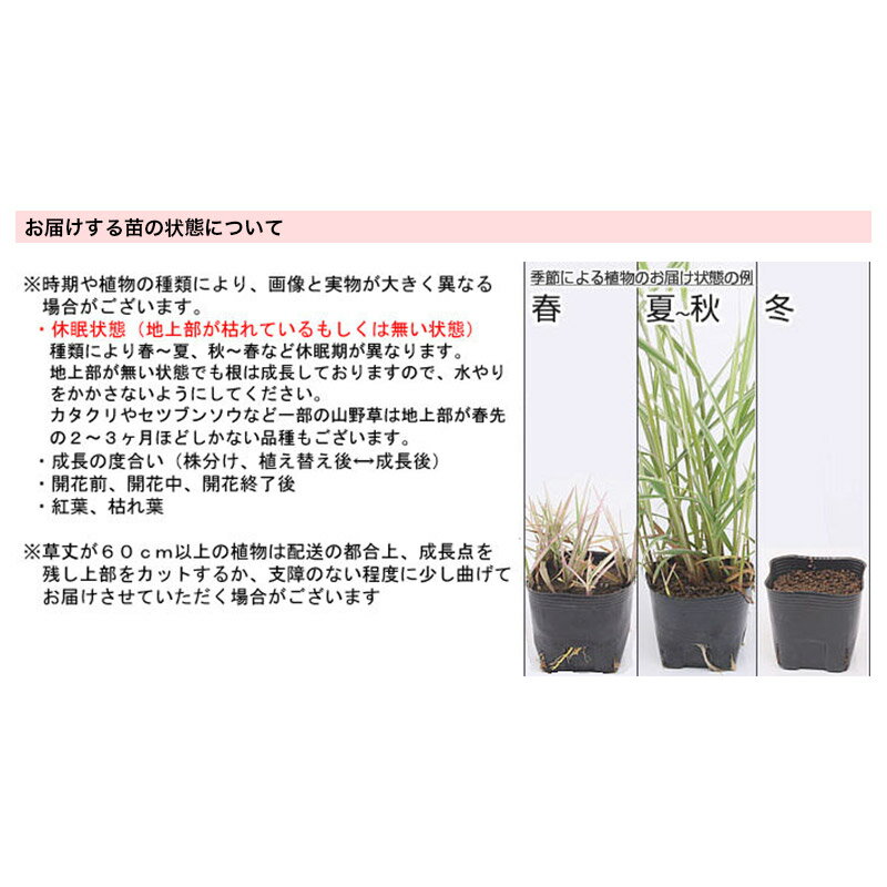 【ふるさと納税】水辺植物 おまかせ中景草×5ポットセット