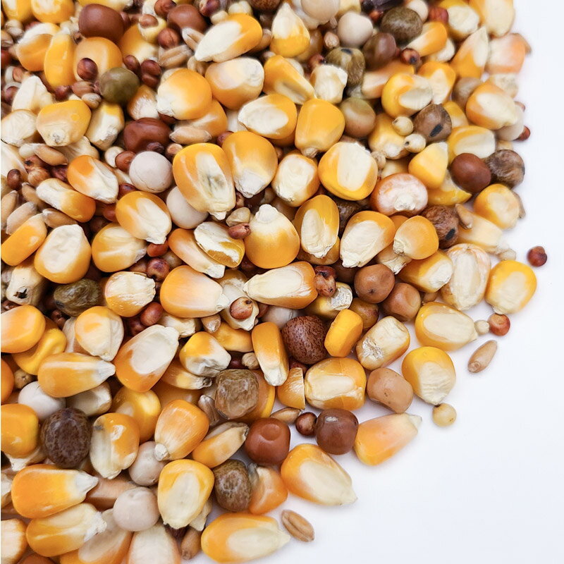 群馬県邑楽町の【ふるさと納税】鳩のえさ 特別配合P 500g×1袋 サイトウ・コーポレーション 飼料｜アングル3