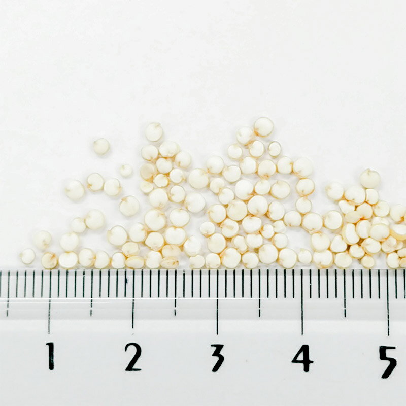 【ふるさと納税】キヌア 800g×1袋 サイトウ・コーポレーション 飼料