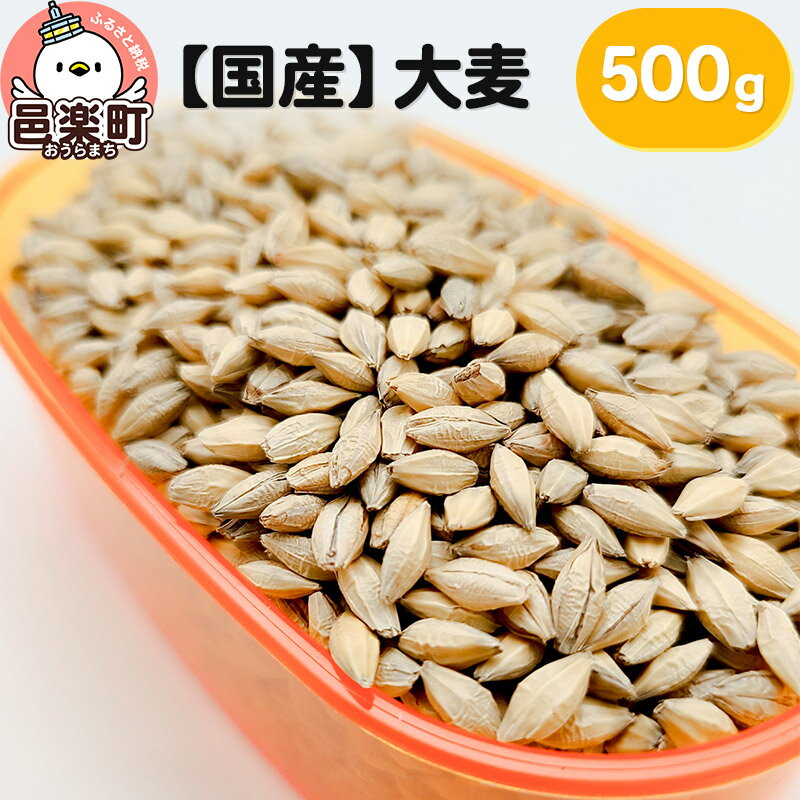 [国産]大麦 500g×1袋 サイトウ・コーポレーション 飼料