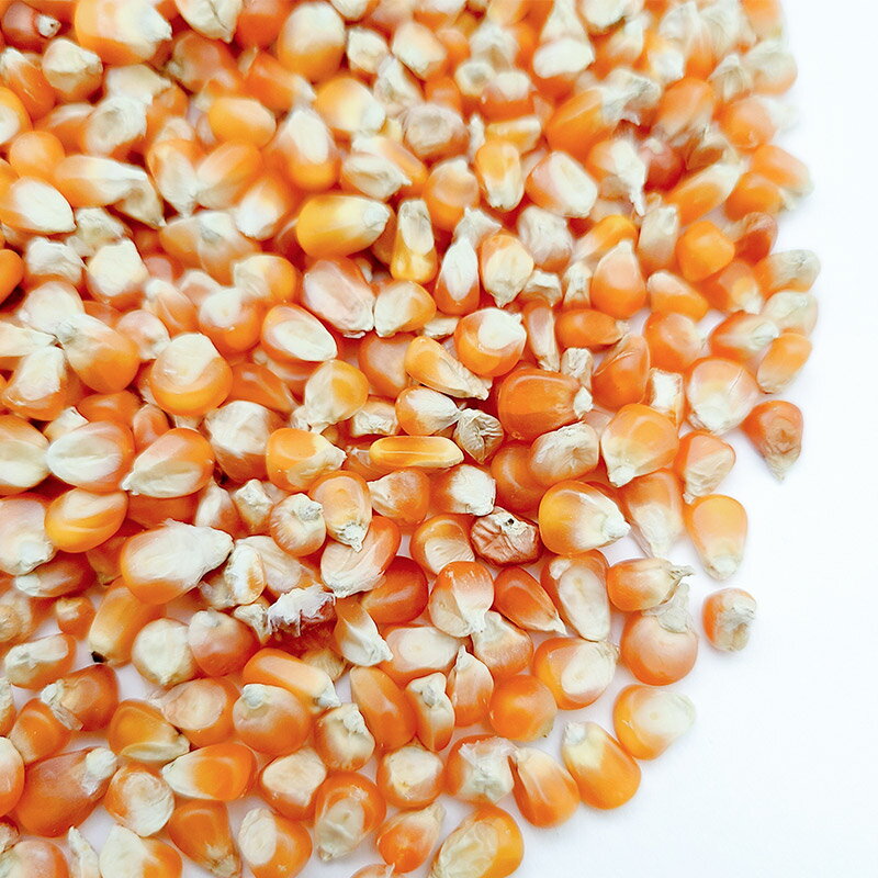 【ふるさと納税】スーパースモールメーズ 10kg×1袋 サイトウ・コーポレーション 飼料