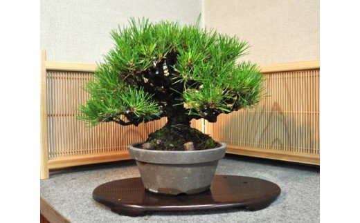 花・観葉植物(盆栽)人気ランク30位　口コミ数「0件」評価「0」「【ふるさと納税】黒松盆栽（中型サイズ）樹齢10〜15年程度【11100-0069】」