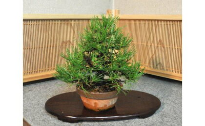 黒松盆栽（小型サイズ）樹齢5〜10年程度【11100-0056】