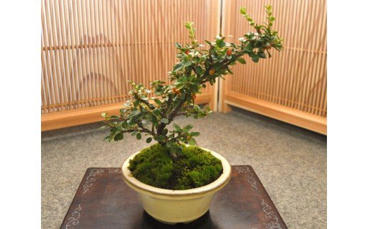 ベニシタン盆栽（小型サイズ）樹齢5年程度【11100-0044】