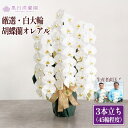 【ふるさと納税】厳選・白大輪胡蝶蘭オレアル 3本立ち45輪程度(つぼみ含む) 【11100-0119】
