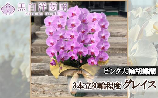 ピンク大輪胡蝶蘭 グレイス3本立ち30輪程度（つぼみ含む） 【11100-0121】