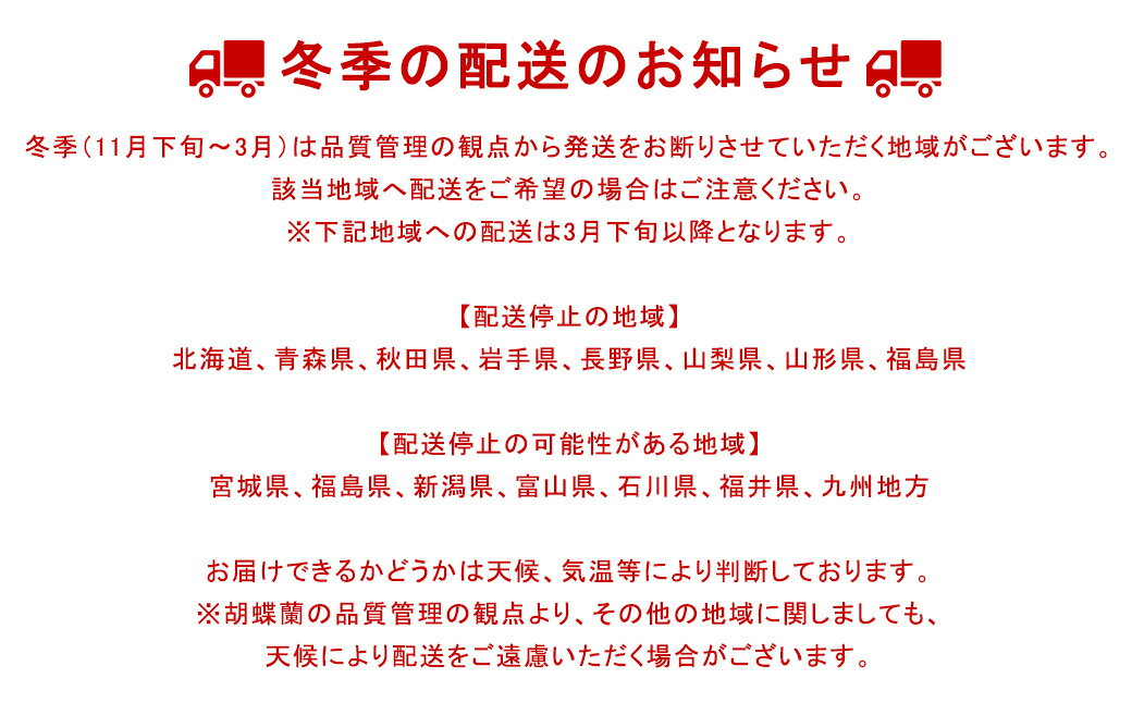 【ふるさと納税】白大輪胡蝶蘭　3本立ち30輪程度（つぼみ含む）　【11100-0120】