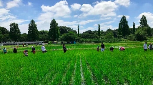 【ふるさと納税】十色の米づくり体験（お米付き）田植え 草取り 生き物 観察 稲刈り 農業 さいたま市　【11100-0321】