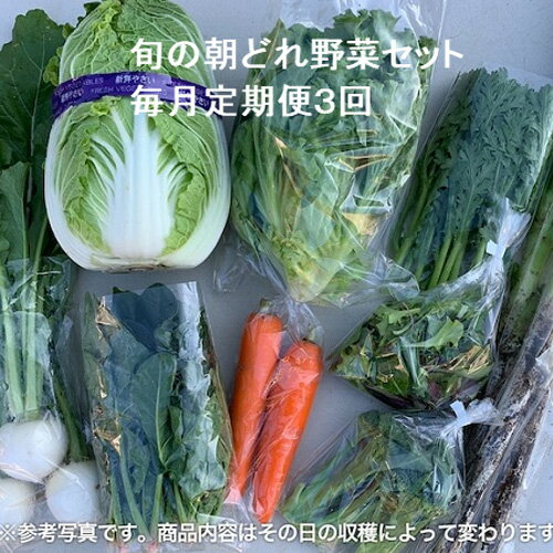 【ふるさと納税】 野菜セット 旬の朝どれ野菜セット×3回 定期便 やさい 野菜 無農薬 化学肥料不使用 送料無料 No.844