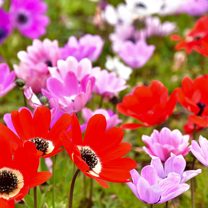 【ふるさと納税】季節の花苗セット　アネモネ ／ お花 ガーデニング 鑑賞 アネモネ 花苗 9ポット 花壇 玄関 鮮やか 季節の花 自宅庭 鉢植え 栽培セット 花色ミックス 管理方法付き プレゼント 園芸用品 観賞用 送料無料 埼玉県 No.019