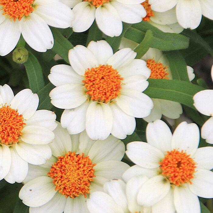 �ڤդ뤵��Ǽ�ǡۥ��˥����ץ��ե塼�������ĥ��å� �� ���� �����ǥ˥� �վ� ���� ���˥� �ץ��ե塼����� �� �٥��� �ֿ��� MIX �����䤫 �鿴�Ը��� ȭ���� ���ĥ��å� ����� ���� ����̵�� ��̸� No.022