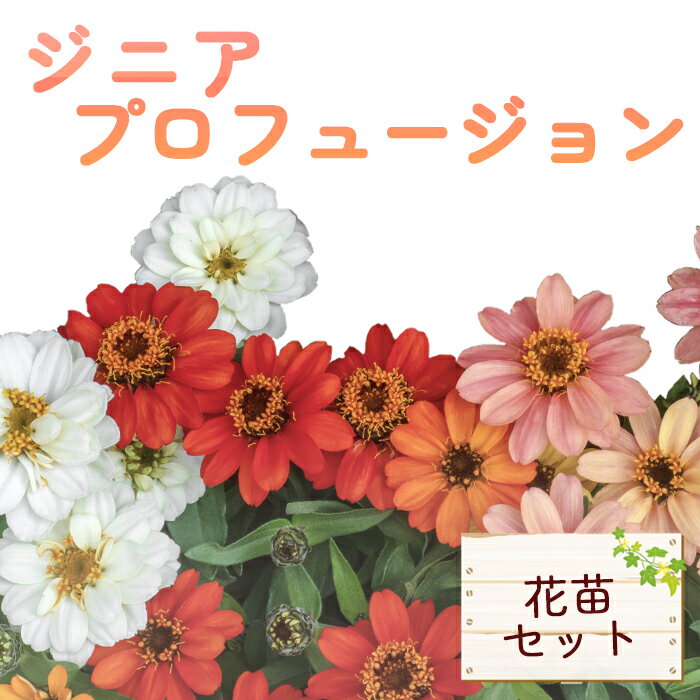 94位! 口コミ数「0件」評価「0.0」ジニア　プロフュージョン花苗セット ／ お花 ガーデニング 鑑賞 花苗 ジニア プロフュージョン 庭 ベランダ 花植え MIX 色鮮やか 初心者向け 鉢植え 花苗セット 育て方 お花 送料無料 埼玉県･･･ 