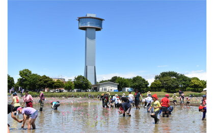 No.281 世界最大の田んぼアート田植え参加体験 ／ 体験チケット 参加チケット イベント 送料無料 埼玉県