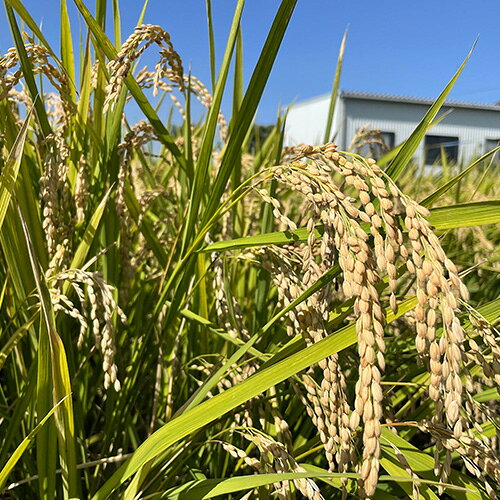 【ふるさと納税】特別栽培　彩のかがやき　精米5kg ／ 米 お米 おこめ 白米 5kg 5キロ ご飯 ごはん さいのかがやき ブランド米 産地直送 産直 国産 行田市産 埼玉県産 送料無料 埼玉県 No.301