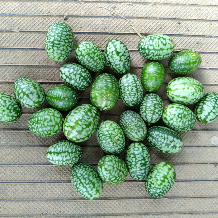 【ふるさと納税】【産地直送】行田市産マイクロキュウリ　600g ／ きゅうり サラダ 野菜 栄養 送料無料 埼玉県 No.395