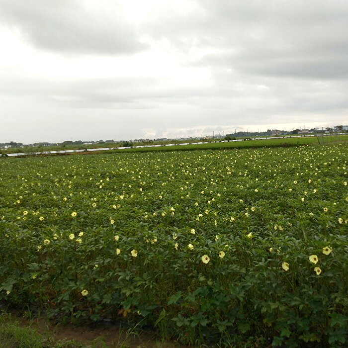 【ふるさと納税】【産地直送】行田市産オクラ　大容量1500g ／ 甘み サラダ 野菜 栄養 送料無料 埼玉県 No.396