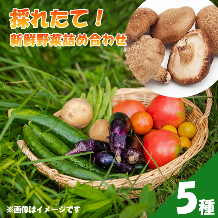 採れたて!新鮮野菜詰め合わせ5種 / お野菜 やさい セット 野菜セット しいたけ シイタケ 椎茸 生椎茸 旬 旬野菜 産地直送 新鮮 おまかせ おすすめ 送料無料 埼玉県