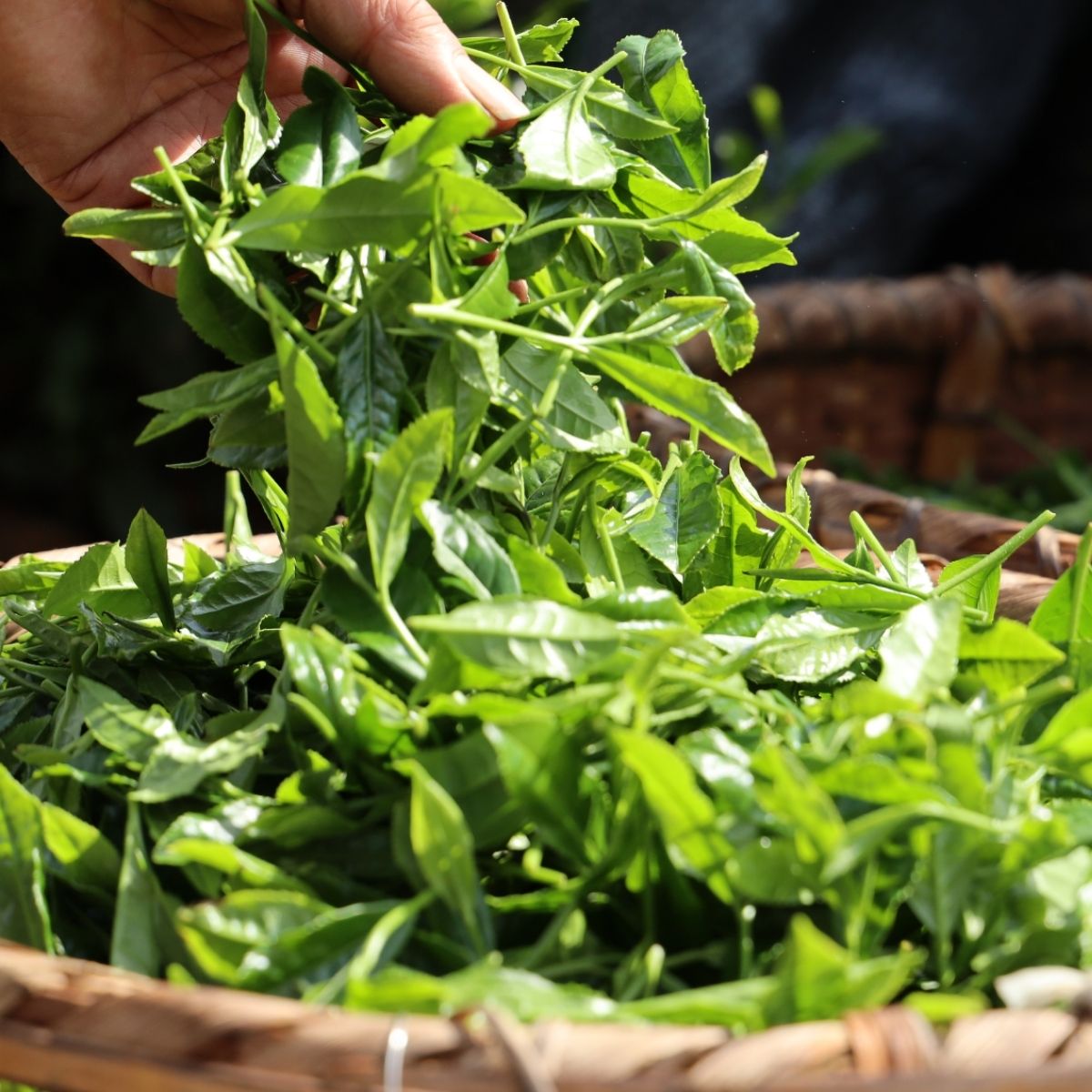 【ふるさと納税】＜訳あり＞ お茶農家のまかない茶 狭山茶の荒茶 1.2kg(200g×6袋) 茶の丸国園 | 狭山茶 煎茶 緑茶 茶 ほうじ茶 紅茶 水出し 低温 大容量 訳あり 小分け 埼玉県 所沢市