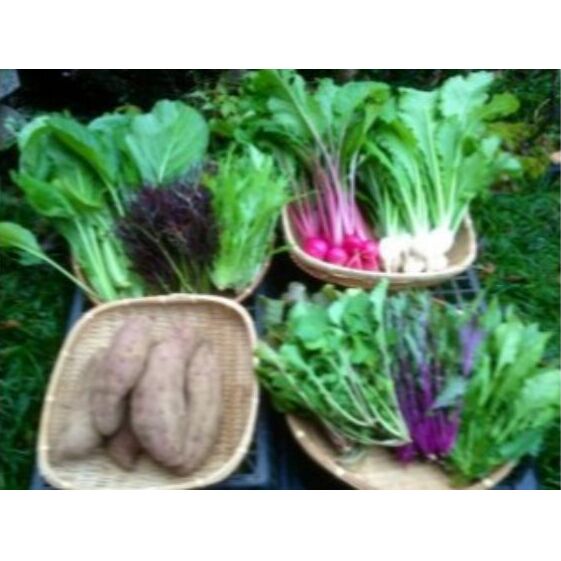 【ふるさと納税】固定種野菜セット　【野菜・セット・詰合せ】　お届け：発注から1か月程度のサムネイル