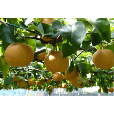 【ふるさと納税】創業50年以上 マキノキ園のこだわりの梨(豊水)5キロ箱 【果物・フルーツ・梨・ナシ・果物】 お届け:2022年9月上旬〜2022年9月下旬