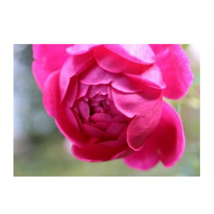 【Apple Roses】バラ苗 ‘パブ・ロック’ 大苗6号鉢植え　【花・バラ・薔薇・ばら・お花】　お届け：発注後、1か月以内