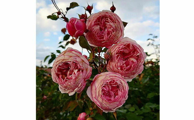 【ふるさと納税】バラ苗 Apple Roses ‘アルカーナ’ 大苗6号ポット植え　【苗木・バラの苗木・6号・ポット植え・オリジナル品種・アルカーナ・淡いピンク】　お届け：発注後、1か月以内