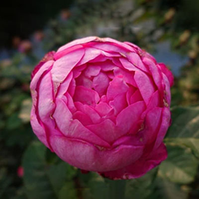 バラ苗 Apple Roses `浮世' 大苗6号ポット植え [苗木・バラの苗木・6号・ポット植え・オリジナル品種・浮世・ピンク] お届け:発注後、1か月以内