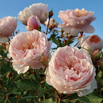 【ふるさと納税】バラ苗 Apple Roses ‘メーヴェ’ 大苗6号ポット植え　【苗木・バラ苗 ・メーヴェ・大...