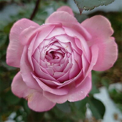 【ふるさと納税】【Apple Roses】バラ苗『ラフ・メイカー』新苗育成苗6号ポット植え[52210682] 苗木 薔薇 フラワー 　お届け：2025年7月1日～2025年11月30日まで