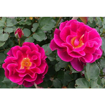 【ふるさと納税】【Apple Roses】バラ苗『ロードライト・ガーネット』新苗育成苗6号ポット植え　【苗木・バラ苗・ばら・薔薇・バラ・フラワー・6号】　お届け：発注後、1〜2週前後のサムネイル