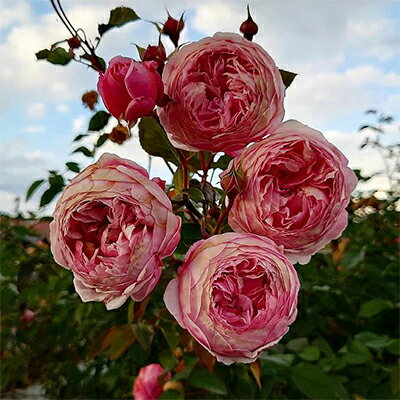 【ふるさと納税】【Apple Roses】バラ苗『アルカーナ』新苗育成苗6号ポット植え[52210684] 苗木 薔薇 フラワー 　お届け：2025年7月1日～2025年11月30日まで