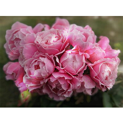 Apple Rosesバラ苗『ストロベリー・スウィング』新苗育成苗6号ポット植え[52210685] 苗木 薔薇 フラワー お届け:2025年7月1日〜2025年11月30日まで