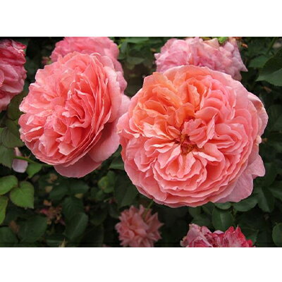 [Apple Roses]バラ苗『パウル・クレー』新苗育成苗6号ポット植え[52210686] 苗木 ばら 薔薇 フラワー お届け:2025年7月1日〜2025年11月30日まで